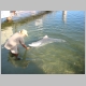 12. dolfijnen voederen, er duikt er maar eentje op.JPG
